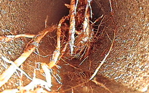 Ricerca ostruzioni